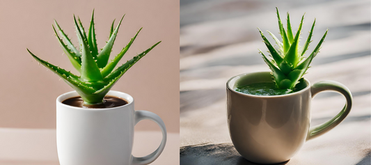 The Aloe Vera Coffee Trend: What Is The Morning Duo?